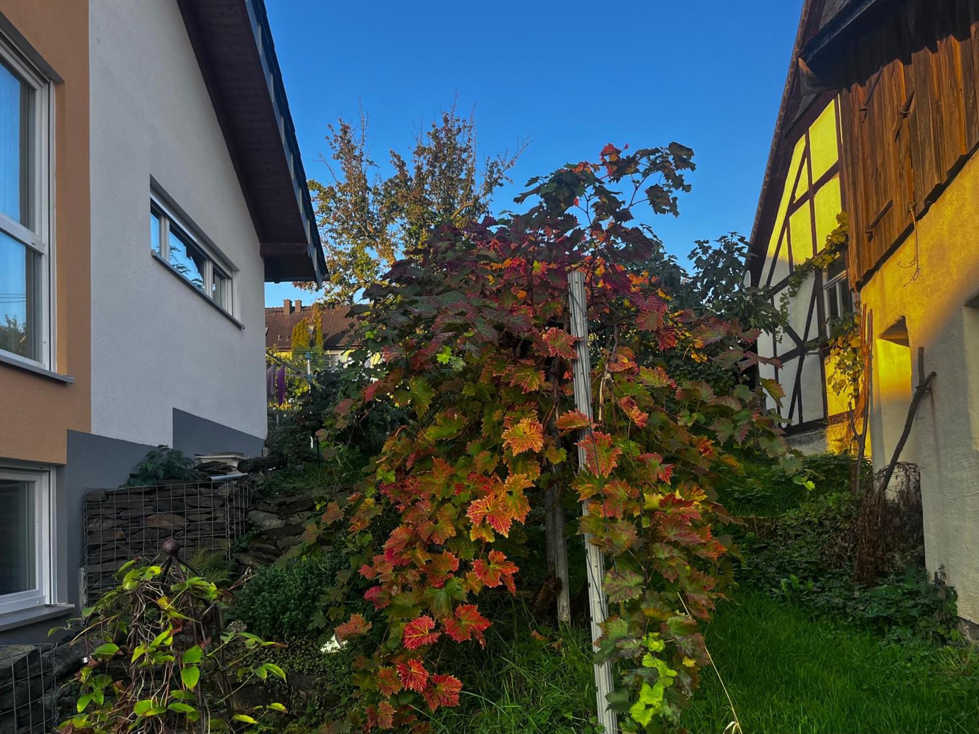 Kleine Auszeit - Ferienwohnung Heideberg - "Rhein" In Den Urlaub Bacharach Exteriör bild